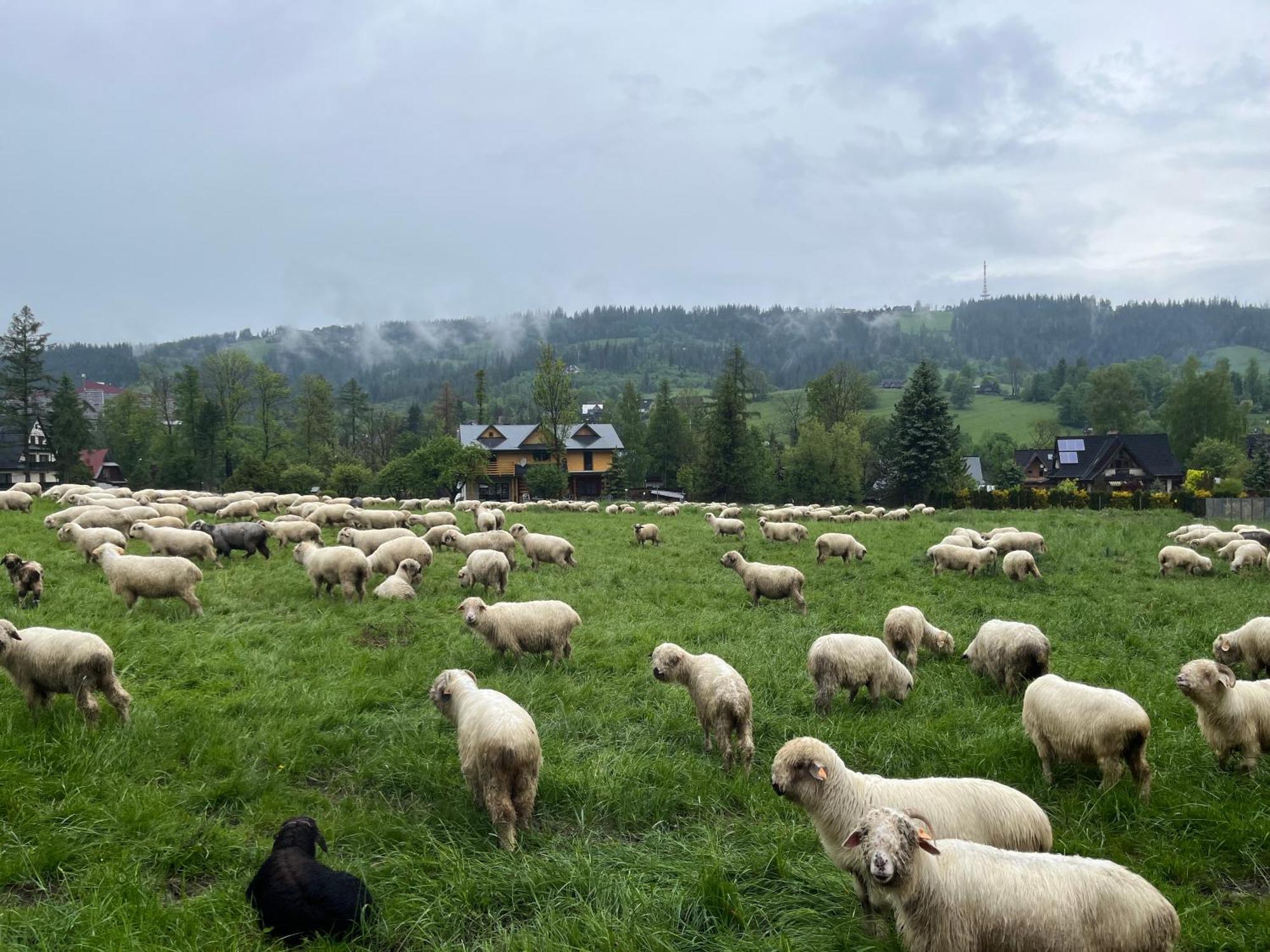 Milo Tu Zakopane Villa Exteriör bild